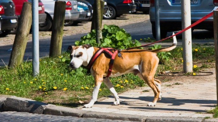 Снимка: Flickr