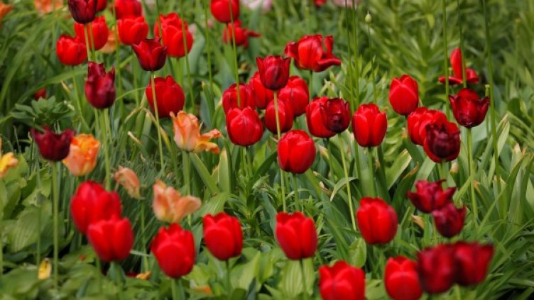 Снимка: Президенството