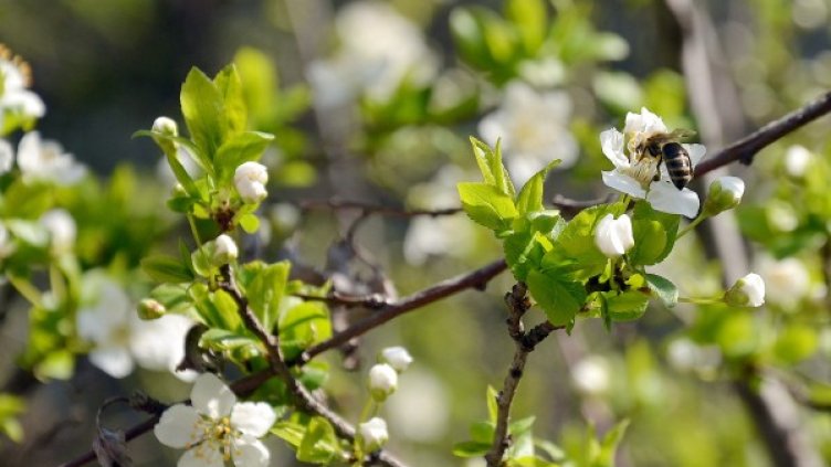 Снимка: БТА, архив