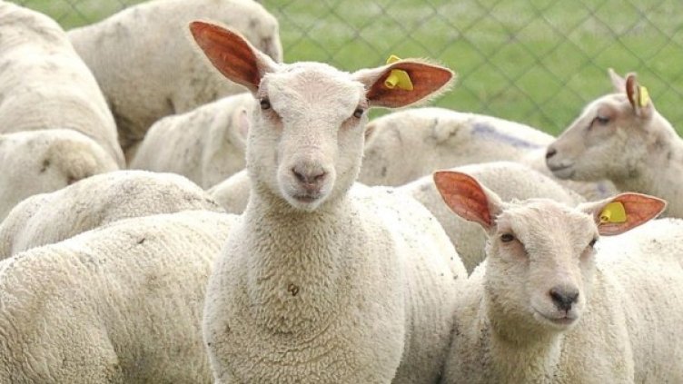 Снимка: Булфото, архив