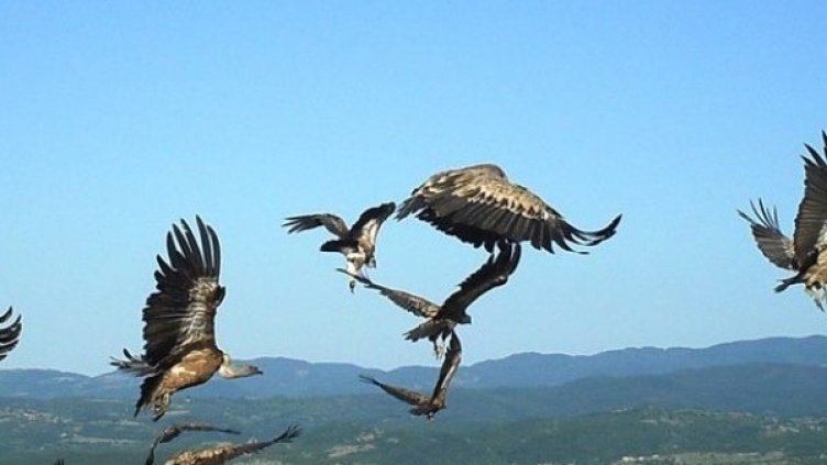 Снимка: БДЗП