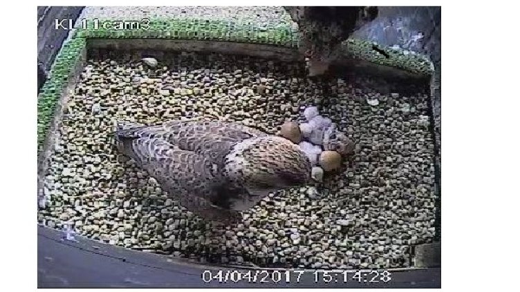 Трите малки с майка си Снимка: Зелени балкани