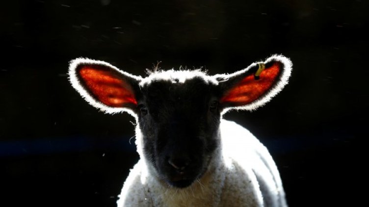 Снимка: Reuters, архив