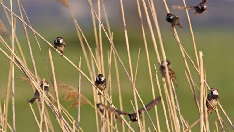 Снимка: Българско дружество за защита на птиците