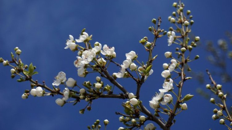 Снимка: архив "Булфото"