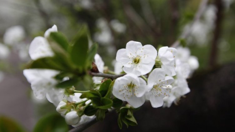 Снимка: Олег Попов, Dnes.bg