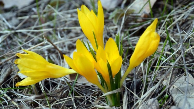 Снимка: БТА, архив