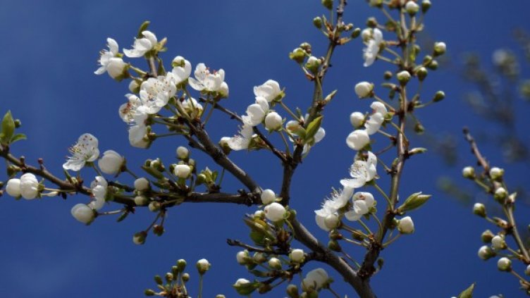 Архив: Булфото