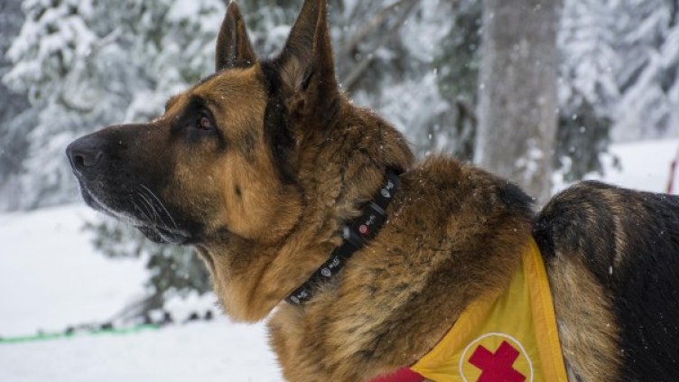 Снимка: архив Булфото