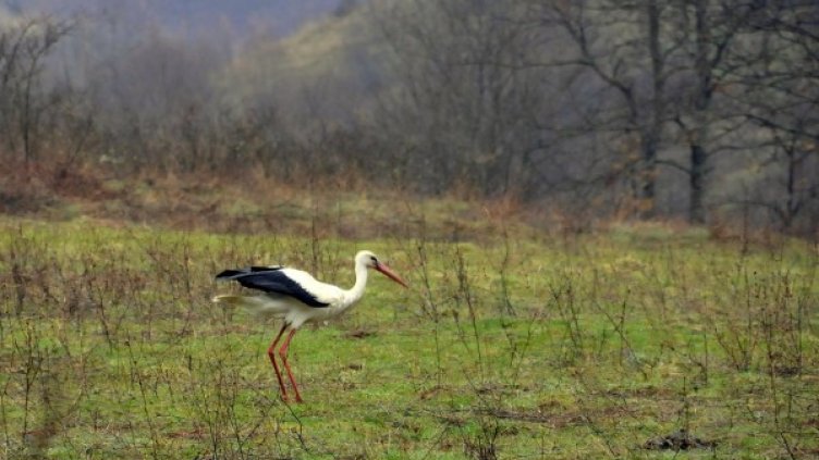 Снимка: архив Булфото