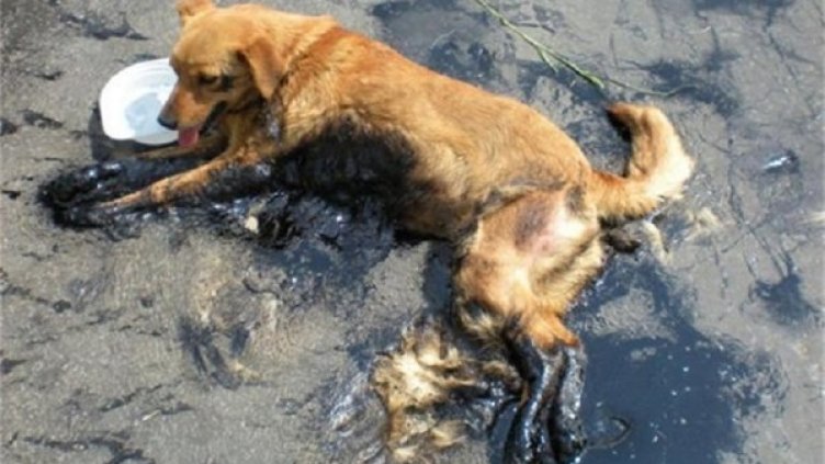 Снимка: Първи Български Зоопортал