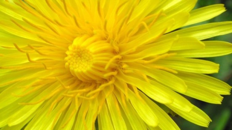 Снимка: freeimages