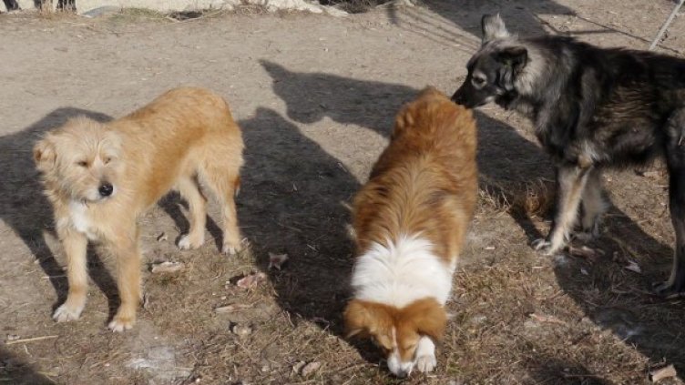 Снимка: Булфото, архив