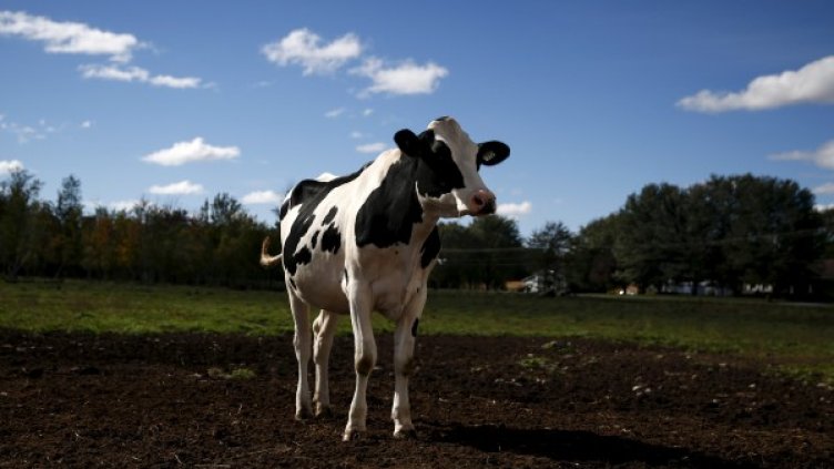 Снимка: Reuters, архив