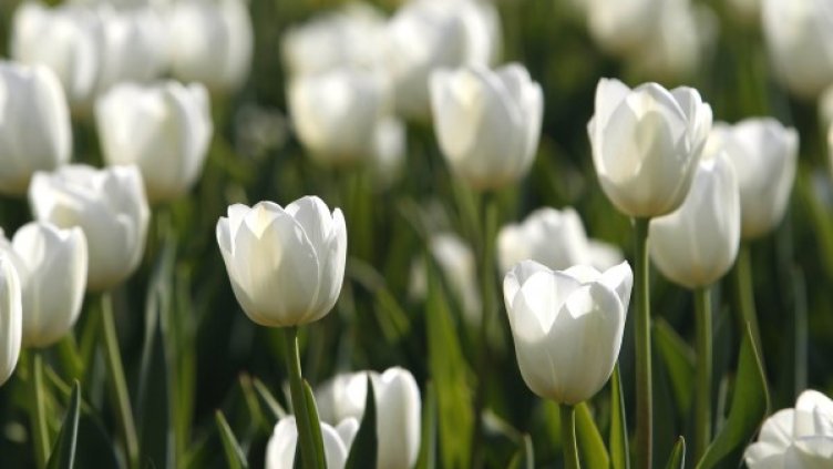 Снимка: Олег Попов, Dnes.bg