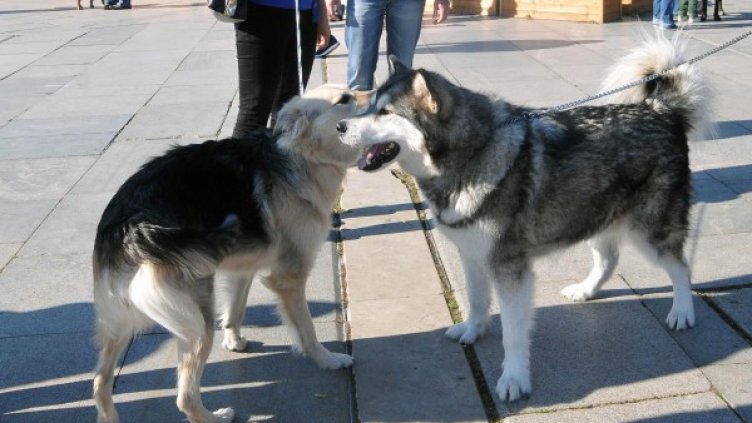 Снимка: архив, Булфото