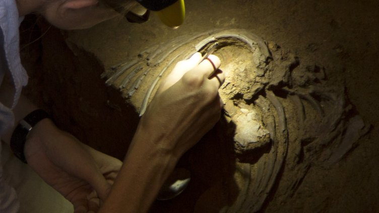 Снимка: архив, БГНЕС