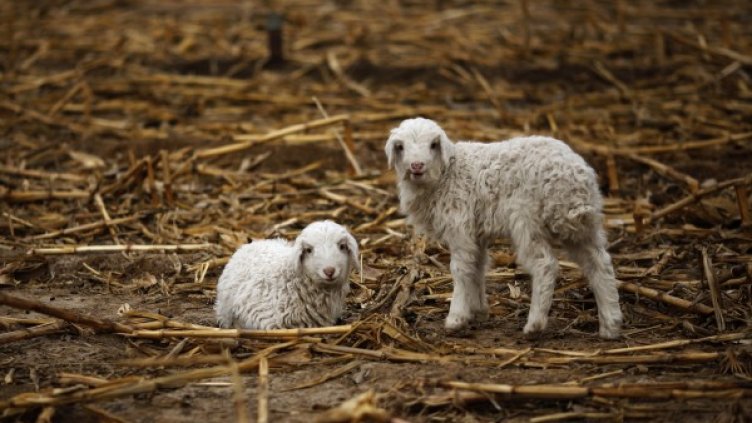 Цената на агнешкото &ndash; без промяна. Евтин внос подбива родното