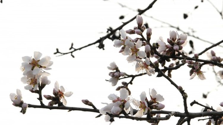 Снимка: Булфото