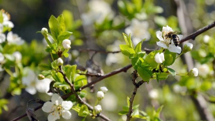 Снимка: БТА, архив