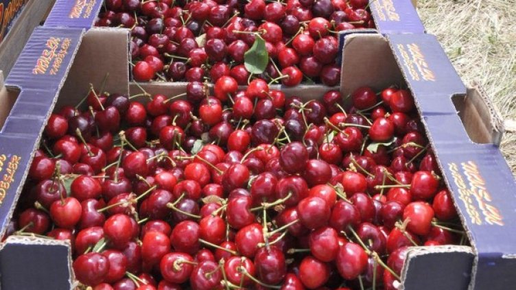 Архив: Булфото