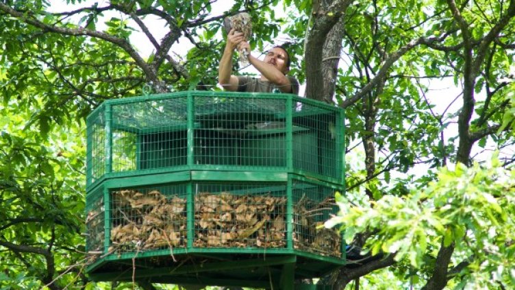 "Зелени Балкани" и "Армеец" пуснаха на свобода 5 ловни соколчета