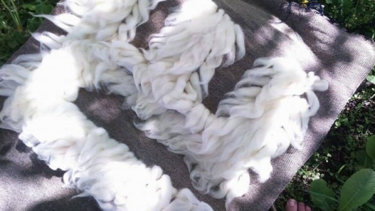 Снимка: Фестивал на еко и био производителите Садово
Снимка: Фестивал на еко и био производителите Садово