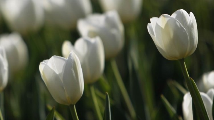 Снимка: Олег Попов, Dnes.bg