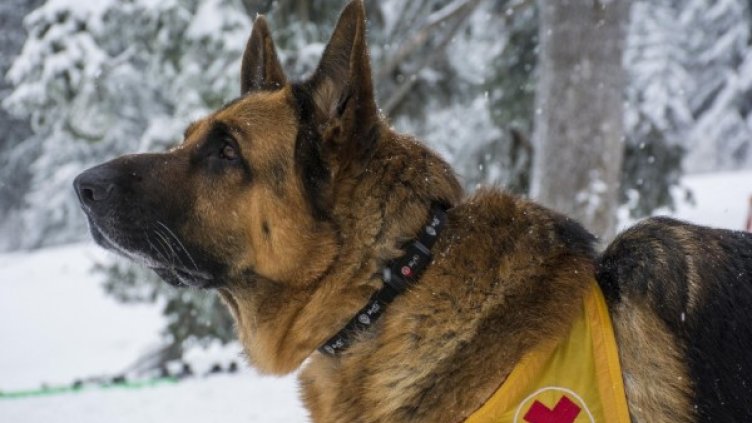 Снимка: архив, Булфото