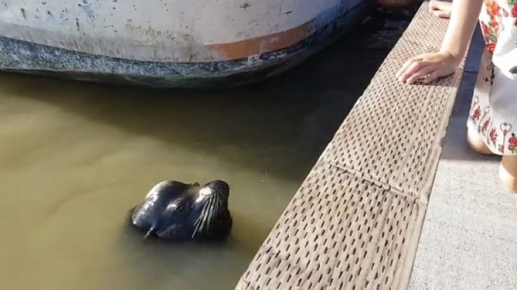 Снимка: кадър Youtube