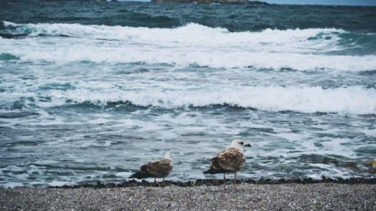 Снимка: librestock.com