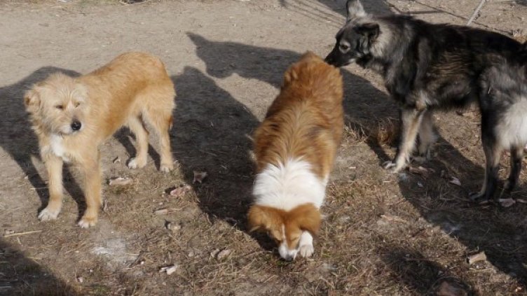 Снимка: Булфото, архив