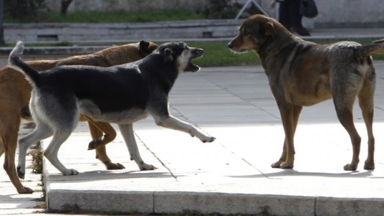Снимка: Олег Попов, Dnes.bg