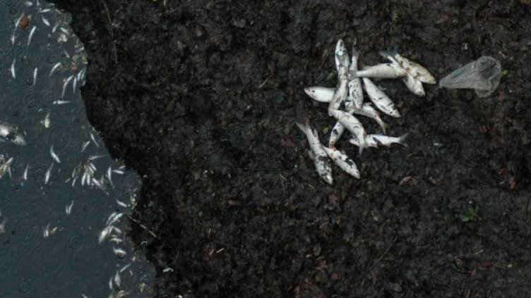 Снимка: Булфото, архив