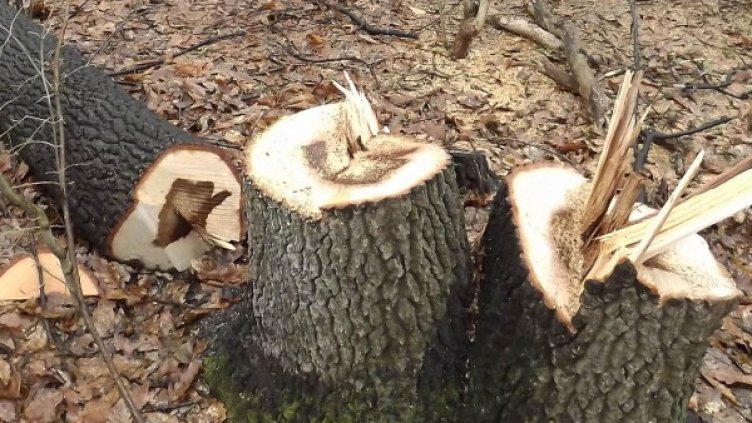 Архив: Булфото