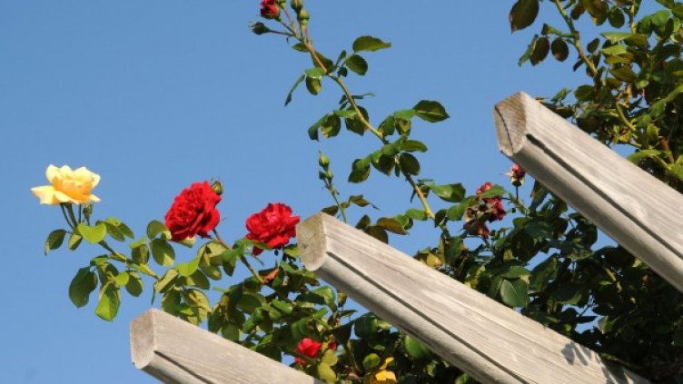 Снимка: Булфото, архив