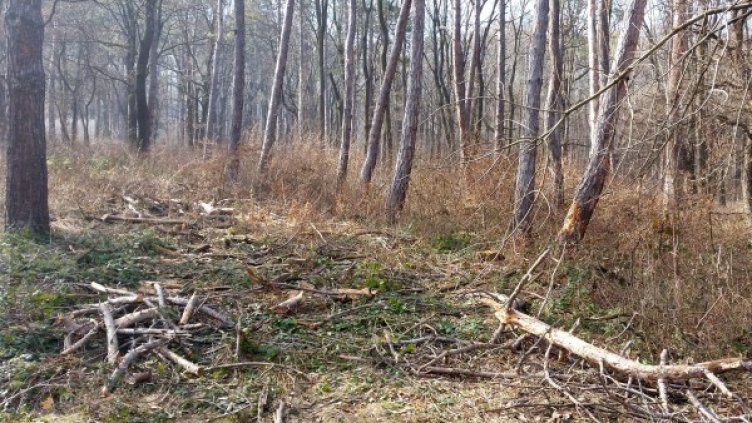 Снимка: архив, Булфото