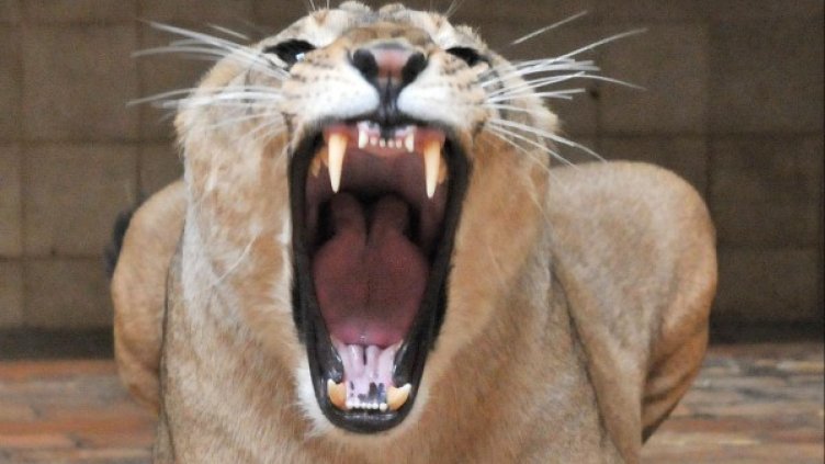 Архив: БУлфото