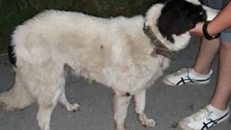 Снимкa: gabrovonews.bg