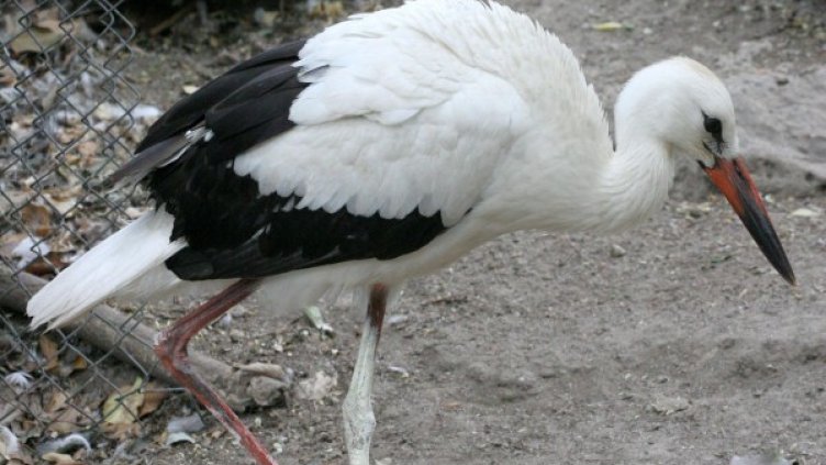 Снимка: архив, БулФото