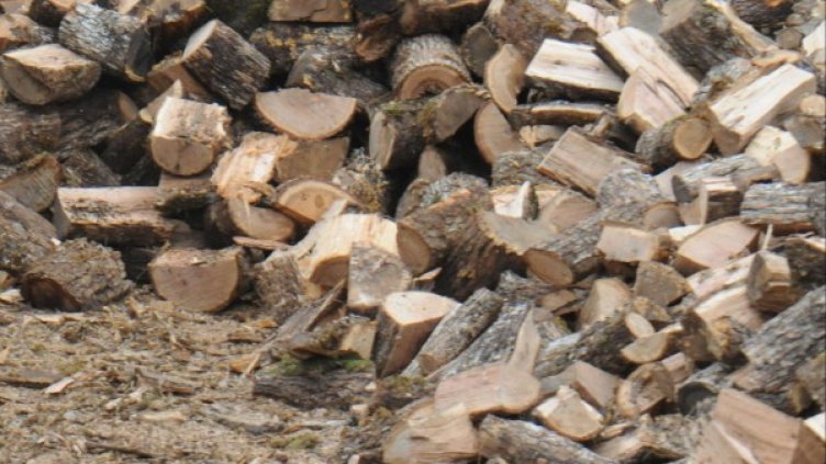 Архив: Булфото