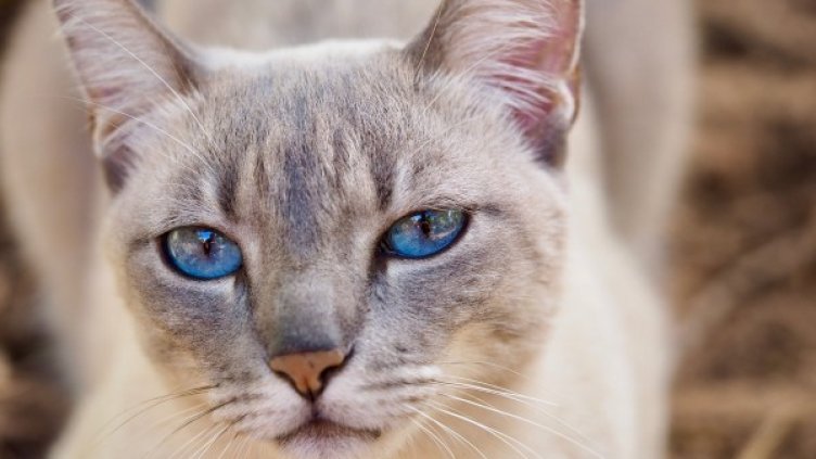 Снимка: pixabay