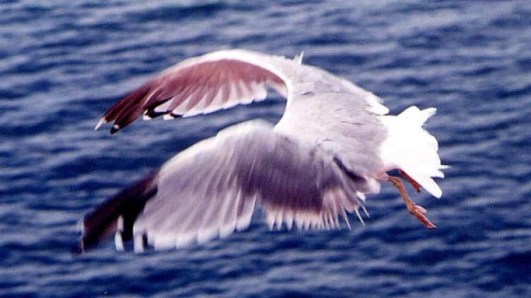 Архив: Булфото