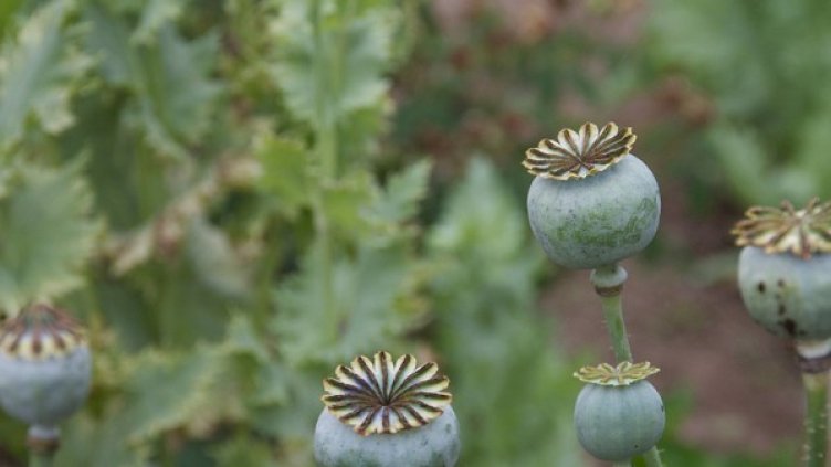 Снимка: visualhunt.com