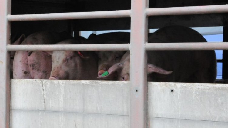 Снимка: Булфото, архив