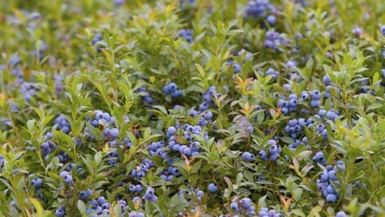 Снимка:  Reuters, архив