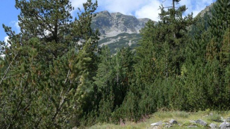 Архив: Булфото