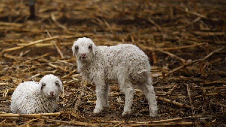 Снимка: архив Reuters