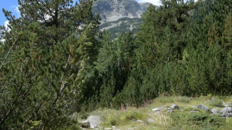 Архив: Булфото