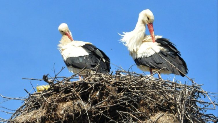 Снимка: Булфото, архив